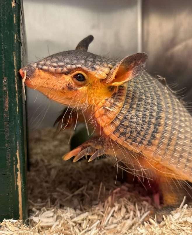 Hattiesburg Zoo Welcomes Screaming Hairy Armadillo Named Birkenstock