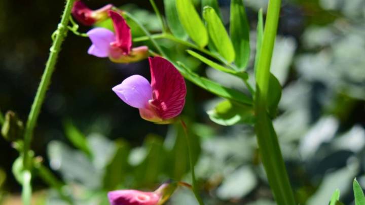 La planta trepadora que se llena de flores púrpura y se puede cultivar en septiembre