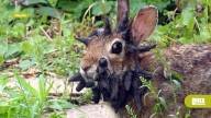Conejos con "tentáculos": virus conocido causa crecimientos inusuales en Fort Collins, Colorado