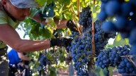 UPA UCE exige cumplir la Ley de la Cadena Alimentaria a las bodegas de cava extremeñas