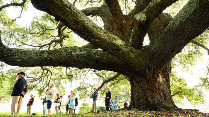 Ceremony and unveiling of historical marker to commemorate the Liberty Tree