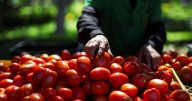 México fija precios mínimos de exportación para el tomate fresco tras fin de acuerdo antidumping con EU