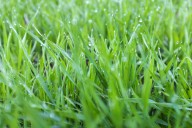 7 Reasons You Should Never Mow Wet Grass