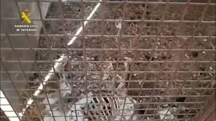 Hallados 32 perros muertos en una rehala de Azuaga More