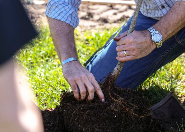 Iowa City continues tree planting effort with sixth year of voucher program