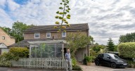 Giant, rare plant finally blossoms after 25 years