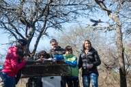 Liberaron más de 60 animales silvestres rescatados en diferentes procedimientos de control ambiental