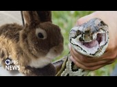 How 'robo bunnies' could weed out pythons from the Everglades