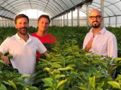 Ya se producen 4000 toneladas del superfruto que tiene como “embajador” a Abel Pintos