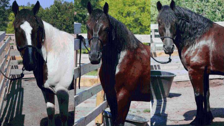 Help name Knoxville Police Department's new mounted patrol unit horses