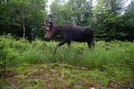 He left his camera trap in the Maine woods for a month. This is what walked in front of it.