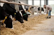 Dairy Workers Strike For Immigrant Workers Rights
