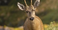 El huemul, ciervo en extinción más austral del mundo, entrega esperanzadoras noticias a Chile: Confirman nuevos hallazgos