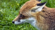 Comal County confirms 18th rabies case in 2025