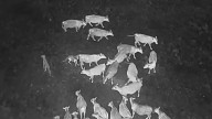 Drones blasting AC/DC and Scarlett Johannson are helping biologists protect cattle from wolves