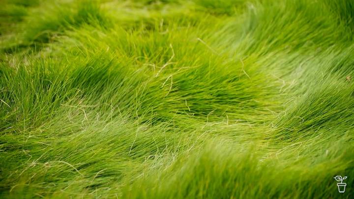 Don't Pass on Grass - Gardening Australia