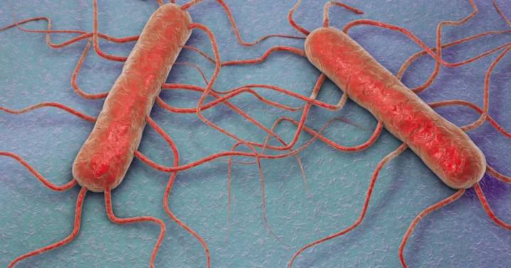 Consumo de queso contaminado: confirman un brote de listeriosis