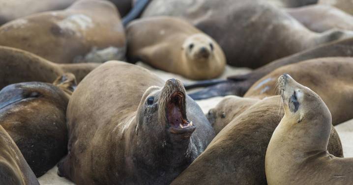 Outbreak of kidney disease is killing sea lions in California. Here's why humans should be concerned
