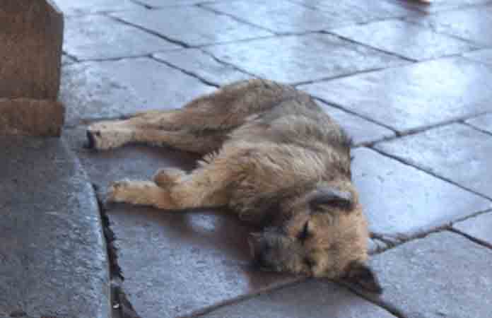 Interpone Municipio una denuncia por maltrato animal