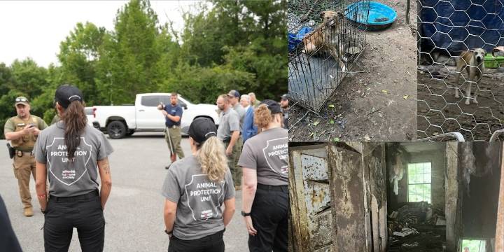 32 dogs rescued from ‘unhealthy conditions’ in Catoosa County, officials say