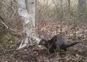 Chesapeake Bay otter waste offers insights into parasites, researchers say