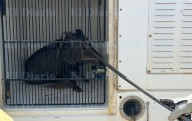Video.- Reubican a cerdos pecaríes localizados en fraccionamiento