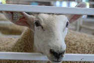 Area 4-H Clubs receive grants from Massachusetts 4
