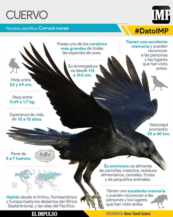 DatoIMP | El Cuervo: Un símbolo de misterio y presagio #16Ago