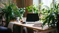 26 Best Indoor Plants To Have In Your Home Office