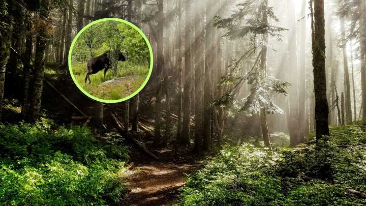 Moose Euthanized After Troubling Behavior Near Tupper Lake
