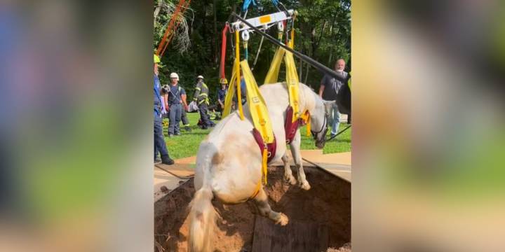 Horse rescued with crane after falling into pit