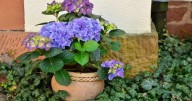 Feng Shui: cuáles son las flores que tenés que sacar de tu casa porque traen mala suerte