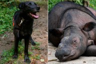 Sniffer Dogs May Have Found Lost and ‘Critically Endangered’ Sumatran Rhinos