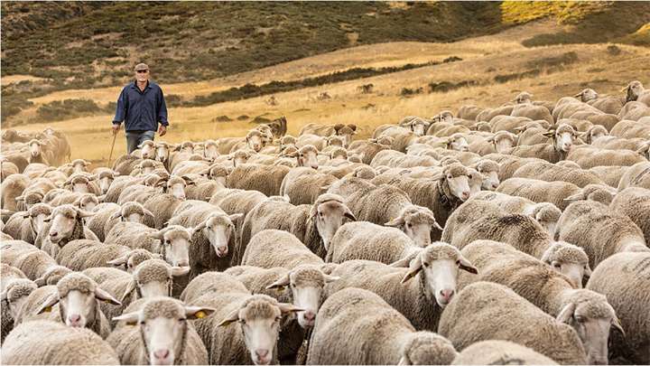 Un pastor trashumante salva del fuego a Valverde de la Sierra (León) con su rebaño