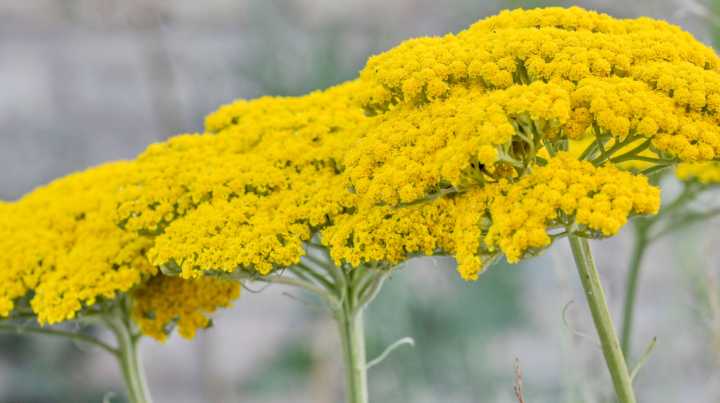 Is Growing Yarrow Beneficial Or A Huge Mistake?