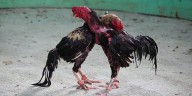 Crueldad animal en Corrientes: condenan a tres imputados por transportar aves para riñas clandestinas