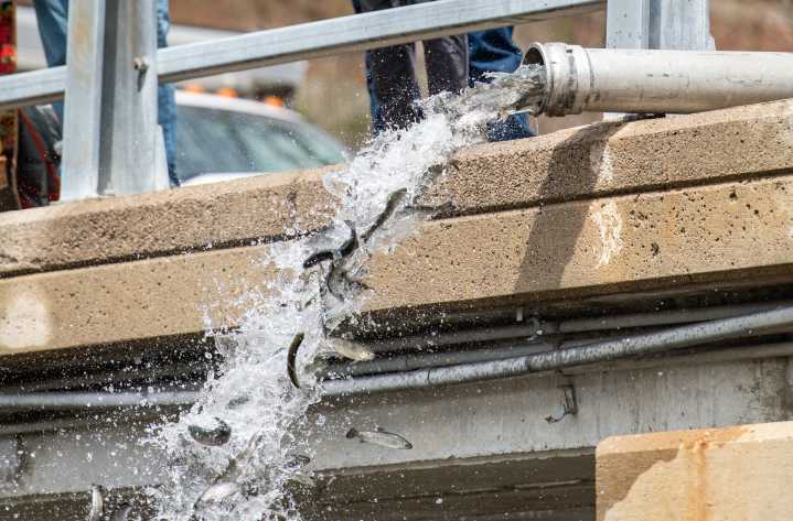 Over 19 million fish stocked to support Michigan’s $3.9 billion fishing economy