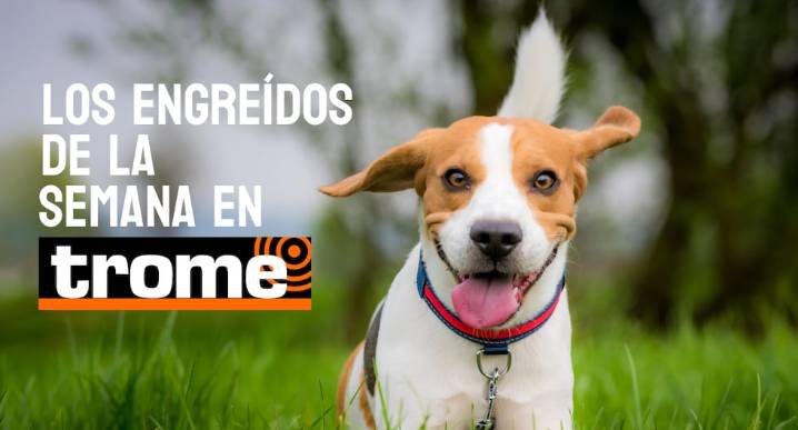 Engreídos Trome de la semana: estas mascotas te robarán el corazón