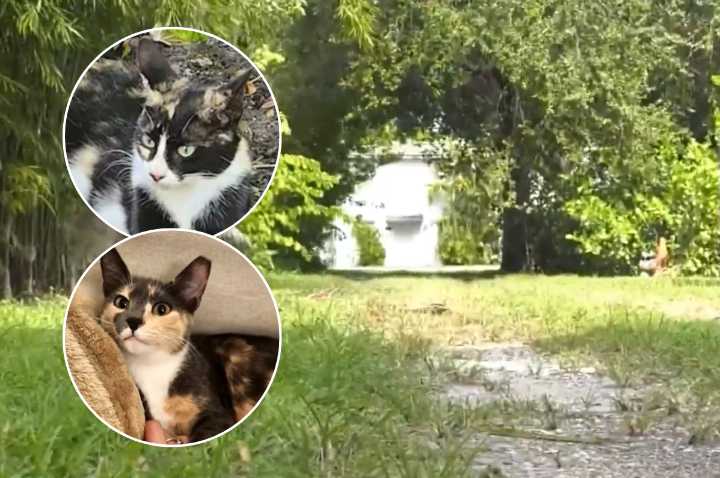 Vecino de Biscayne Park arrestado por envenenamiento mortal de dos gatos