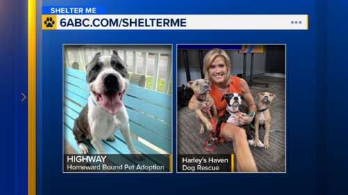 Shelter Me: Four times the love! These shelter pups from Harley's Haven and Homeward Bound are looking for their forever homes