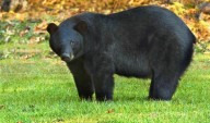 LDWF offering preference points for black bear hunting lottery