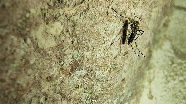 Mitos y realidades entorno al dengue; para prevenir hay que estar informado