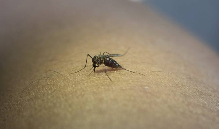 ¿Cómo diferenciar el dengue, zika y chikungunya?