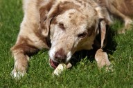 Dog Owner Thinks They Own a Beagle, Not Prepared To Discover Truth