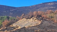 Expertos de la Universidad de León destacan la importancia de evaluar la intensidad o severidad de los incendios para planificar la regeneración forestal