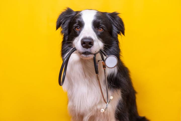 S&P 500: Sick Puppies Dominate, But Here's A Trio Of A