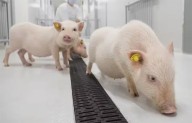 Pulmón de cerdo trasplantado a un humano se suma a corazones, riñones e hígados en el avance de xenotrasplantes