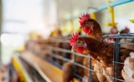 Gripe aviar en el país: frenan exportaciones avícolas