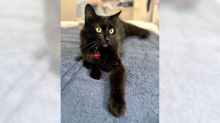 Maine Coon cat Prince wants to reign in your home