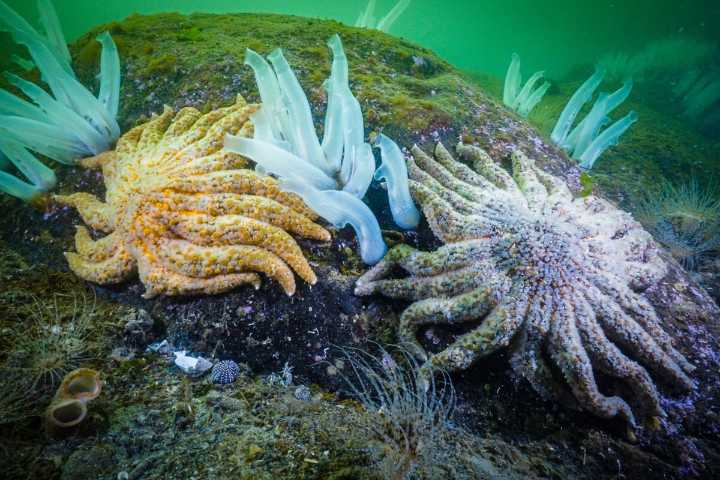 Unmasking the sea star killer
